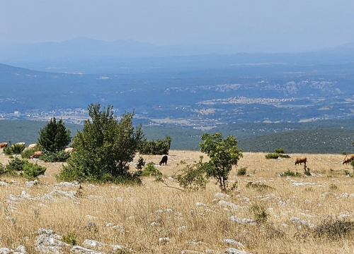 Bedrenica danas potvrđena kod još deset životinja u Drnišu, Civljanima, Kijevu i Vrlici