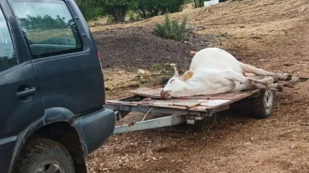 Bedrenica danas potvrđena kod još sedam goveda i ovce na području Ružića i Biskupije