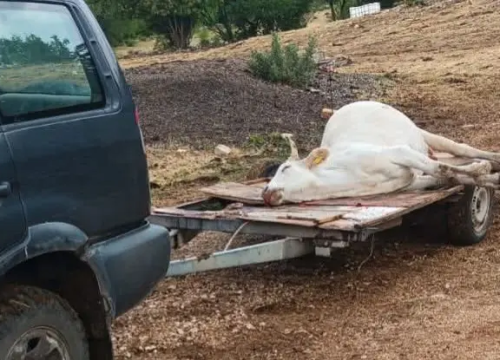 Stočari bi moglii dobiti do 2 tisuće eura po uginuloj životinji od bedrenice