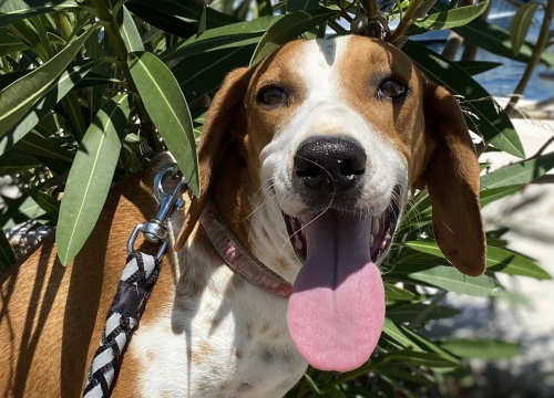 Šibenske šape na korak od 'Kombija spasa': 'Opasno radimo na odabiru vozila'