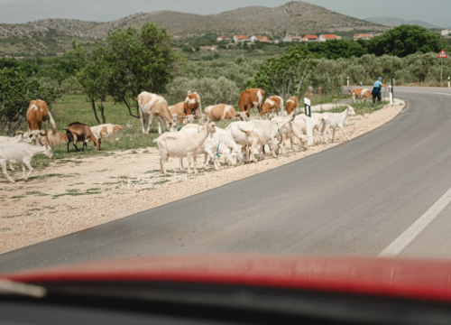 Novi slučajevi bedrenice: Pozitivni u Drnišu, Kninu, Kijevu, Biskupiji, Ružiću, Civljanima i Vrlici