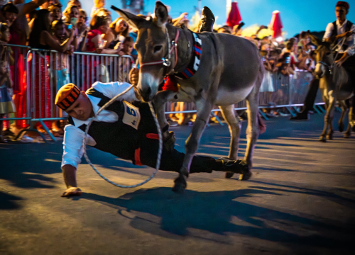 Fotografija 3 - Održane 58. magareće trke u Tribunju