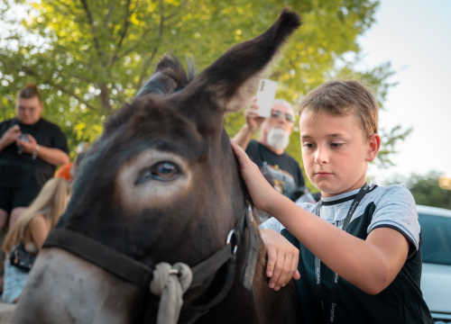 Fotografija 13 - Održane 58. magareće trke u Tribunju