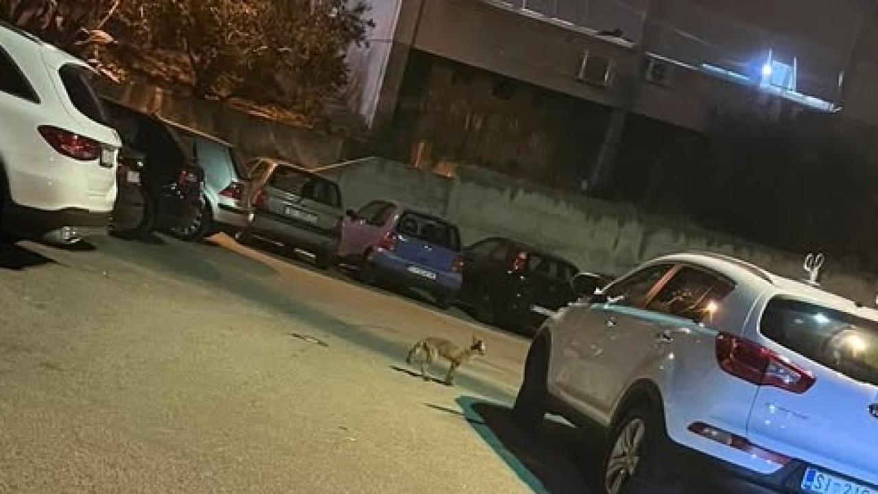 Čagalj na Krvavicama u noćnoj potrazi za hranom: 'Navodno je tu drugi dan za redom'