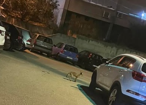 Čagalj na Krvavicama u noćnoj potrazi za hranom: 'Navodno je tu drugi dan za redom'