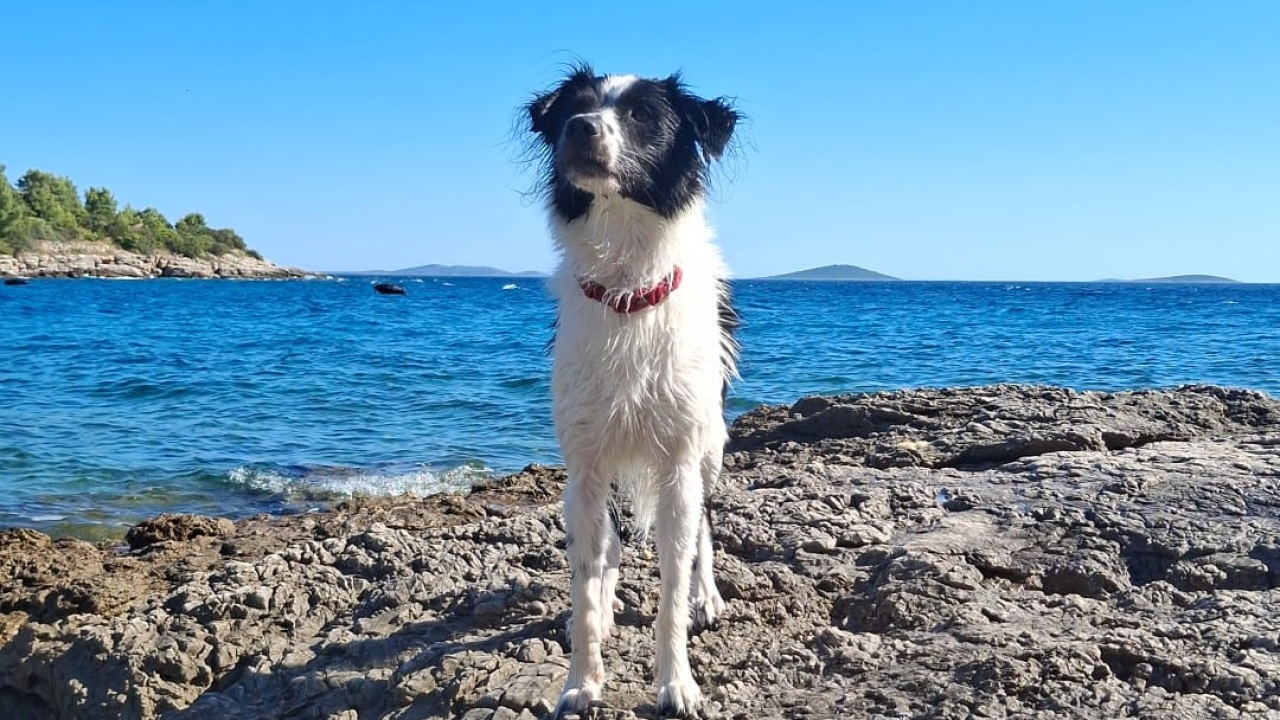 Odlazak na plažu s psom: Veterinarka upozorava na moguće opasnosti za vašeg ljubimca