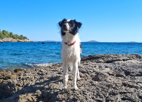 Odlazak na plažu s psom: Veterinarka upozorava na moguće opasnosti za vašeg ljubimca