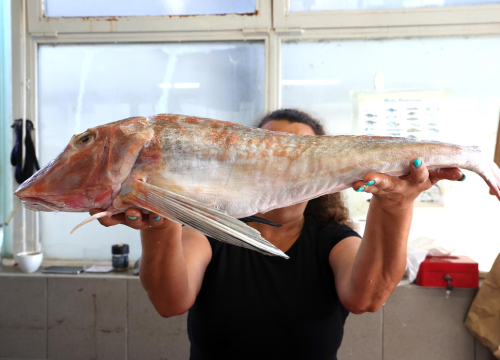Fotografija 2 - FOTO Petak je, dan od ribe, na šibenskoj peškariji raznovrsna ponuda