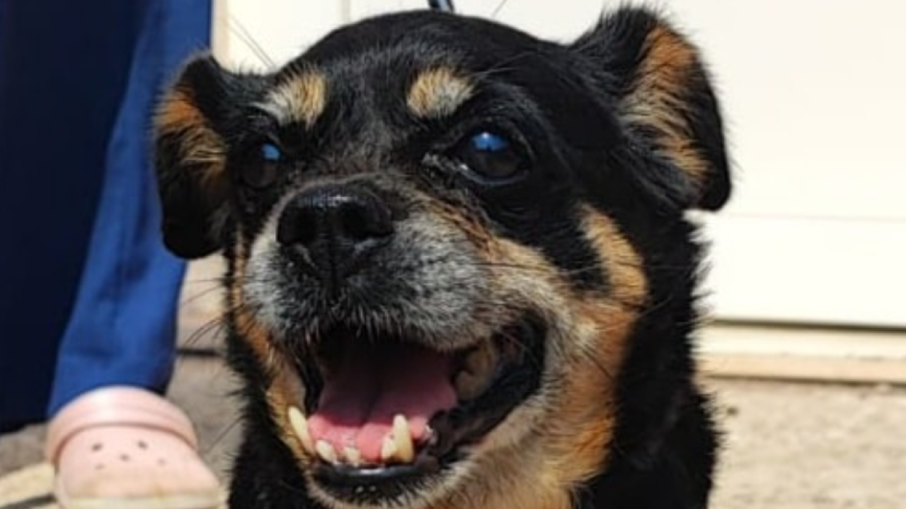 Ziga ima 12 godina i preko noći je ostala sama: 'Njezin čovjek je umro, a ona je protjerana iz toplog doma u kaos'