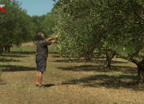 Loša sezona za maslinare. Vodičanin Damir Buntić: 'Ako budemo imali 20 do 40 posto prosječnog uroda, bit će dobro'