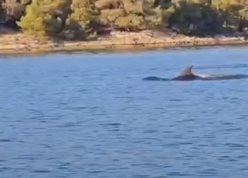 'Ples' dupina kod Jadrtovca: Izlet kaićem pretvoren u čarobno iskustvo