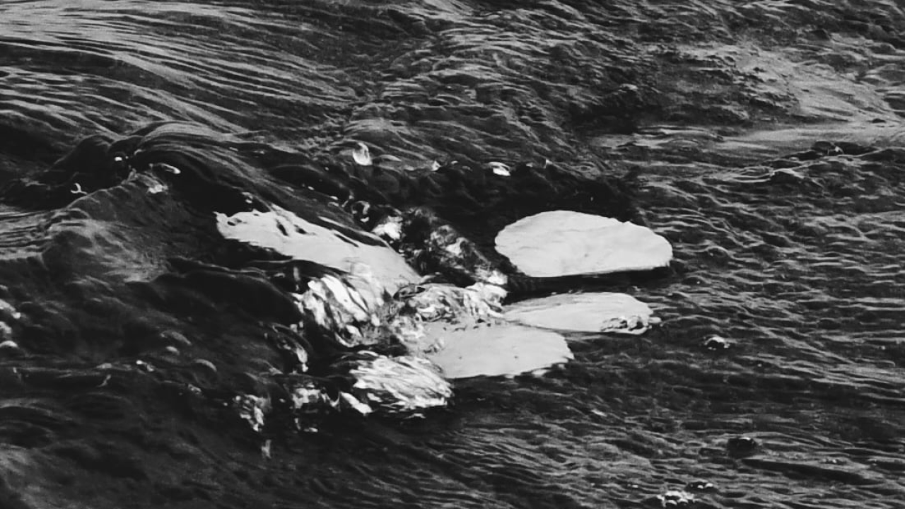 Otvorenje izložbe 'Val od soli' Nataše Ninić: Valovi, kristali i tišina u Galeriji sv. Krševana