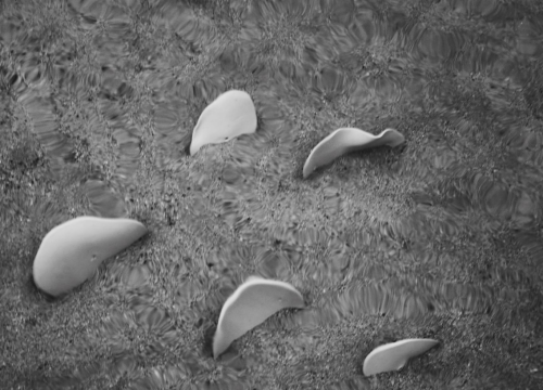 Fotografija 4 - U četvrtak otvorenje izložbe 'Val od soli' Nataše Ninić