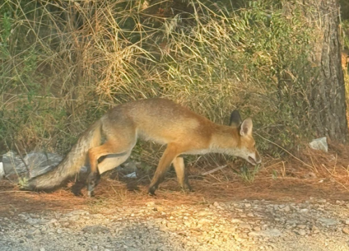 Lisice prošetale Ražinama: 'To su tamo domaće životinje'