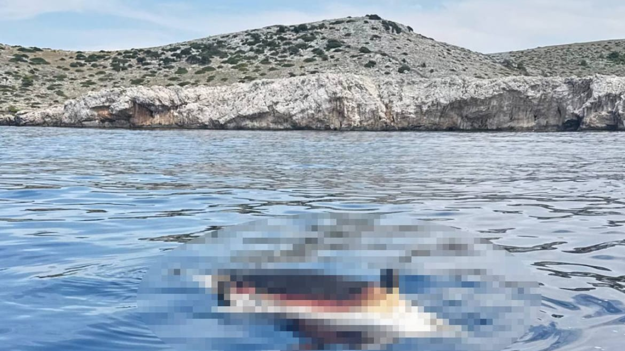 Dupin pronađen mrtav u Kornatima: Što učiniti u ovakvim situacijama?