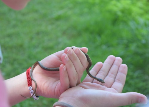 Fotografija 3 - Mladi čuvari prirode okupili se u NP Krka na edukativnoj radionici