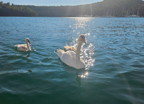 Fotografija 8 - More, glazba i otoci: Ljetna avantura ekipe ŠibenikIN-a do Korčule, Lastova i Visa