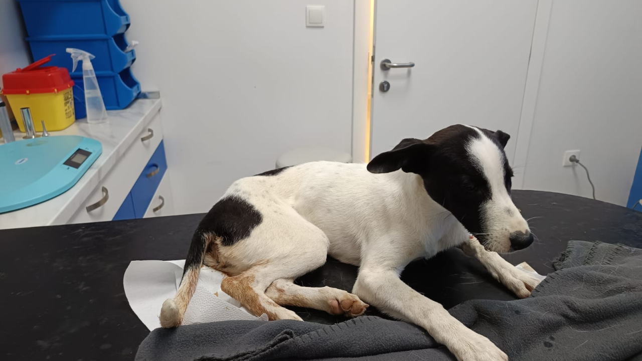 Kujica u lošem stanju stigla iz Sinja i sada treba liječenje: Ako možete, pomozite s par eura