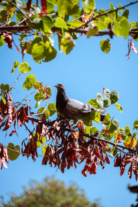 Šibenski Stari grad – kameni labirint povijesti i života