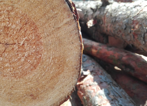 Uhićenja u Hrvatskim šumama: Prodavali vrhunsko drvo po cijeni onog niske kvalitete