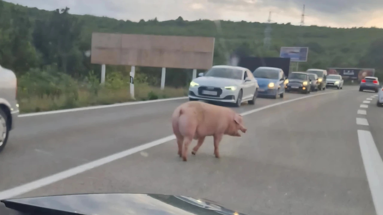 Neobičan prizor kod Dubrave: Svinja na cesti napravila malu gužvu i nasmijala vozače