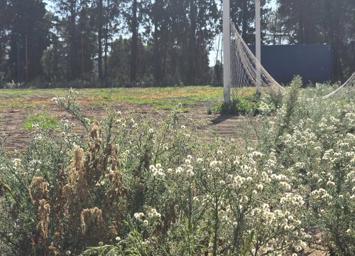 Igralište Metalca opet obraslo u korov, dok mladi nogometaši čekaju svoj dom
