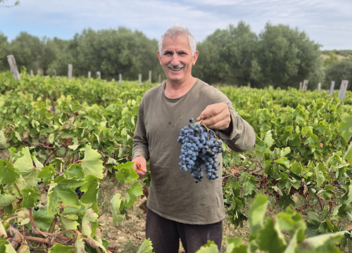 Fotografija 3 - OPG Mate Sladića nastavlja djedovu priču