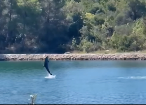 'Morski akrobati': Dupini na Prukljanu priredili pravi mali spektakl