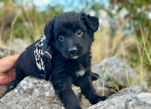 Šibenske šape traže domove za štence u tipu hrvatskog ovčara