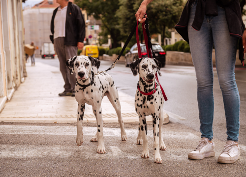 Fotografija 19 - FOTO Istražili smo što donosi jesen u staroj jezgri grada!