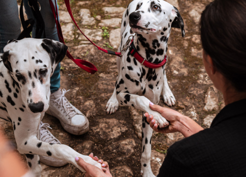 Fotografija 20 - FOTO Istražili smo što donosi jesen u staroj jezgri grada!