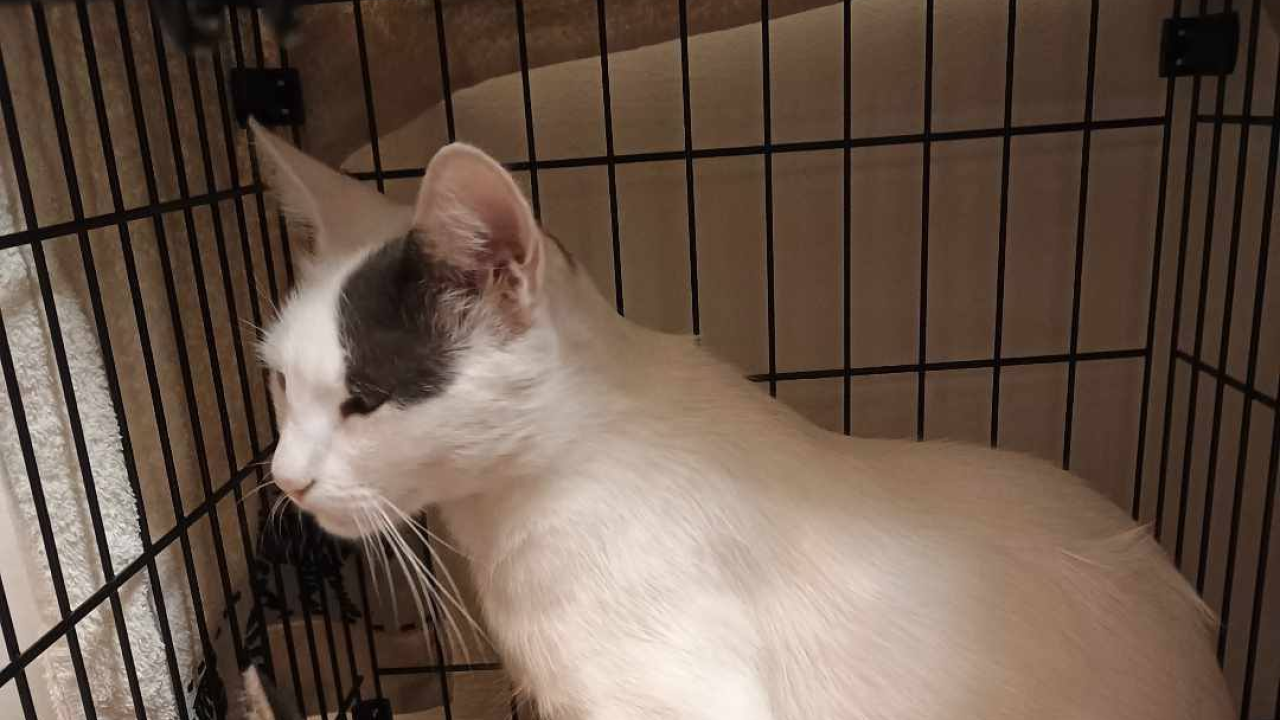 Mačak Gogo nestao je sinoć u Šibeniku. Ukoliko ga vidite, javite vlasnicima