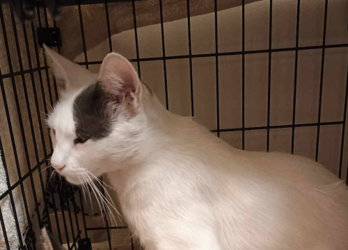 Mačak Gogo nestao je sinoć u Šibeniku. Ukoliko ga vidite, javite vlasnicima