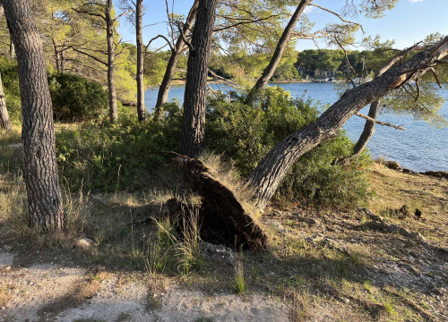 Fotografija 3 - Jaka bura danas odvalila stablo na šetnici sv. Ante. Još se drži, ali pitanje je vremena...