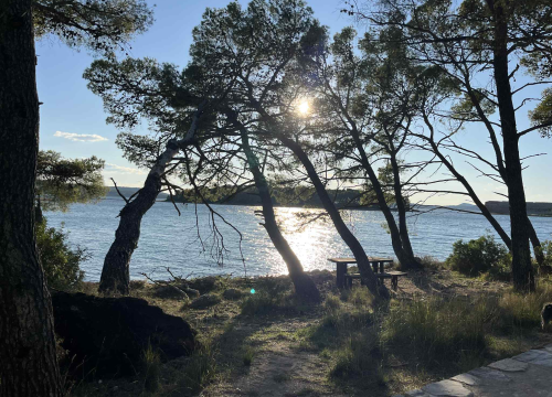 Fotografija 1 - Jaka bura danas odvalila stablo na šetnici sv. Ante. Još se drži, ali pitanje je vremena...