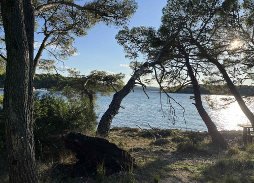 Fotografija 4 - Jaka bura danas odvalila stablo na šetnici sv. Ante. Još se drži, ali pitanje je vremena...