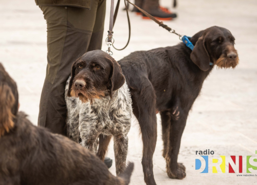 Fotografija 4 - U Drnišu otvoreno Državno prvenstvo u radu lovnih pasa