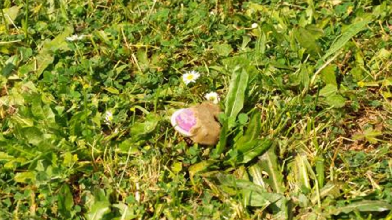 Danas započela oralna vakcinacija lisica, ako pronađete ove 'kolačiće' nemojte ih micati ni dirati