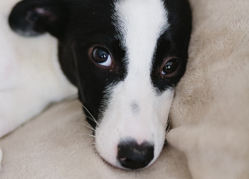 Fotografija 1 - Šestomjesečna kujica Antea traži svoj zauvijek dom i moli za pomoć oko liječenja