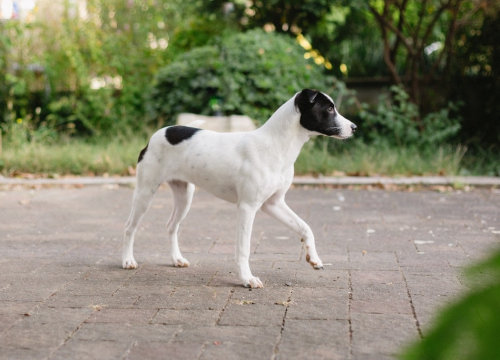 Fotografija 2 - Šestomjesečna kujica Antea traži svoj zauvijek dom i moli za pomoć oko liječenja