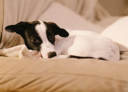 Fotografija 4 - Šestomjesečna kujica Antea traži svoj zauvijek dom i moli za pomoć oko liječenja
