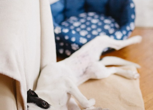 Fotografija 7 - Šestomjesečna kujica Antea traži svoj zauvijek dom i moli za pomoć oko liječenja