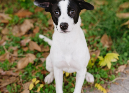 Fotografija 8 - Šestomjesečna kujica Antea traži svoj zauvijek dom i moli za pomoć oko liječenja
