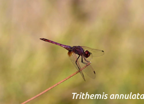 Fotografija 2 - Mladi volonteri u NP Krka otkrili niz novih vrsta koje svjedoče o iznimnoj bioraznolikosti