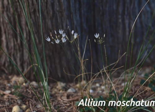 Fotografija 4 - Mladi volonteri u NP Krka otkrili niz novih vrsta koje svjedoče o iznimnoj bioraznolikosti