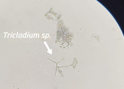 Fotografija 1 - Mladi volonteri u NP Krka otkrili niz novih vrsta koje svjedoče o iznimnoj bioraznolikosti