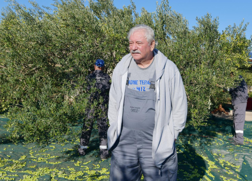Fotografija 1 - Masline koje liječe: Branitelji oboljeli od PTSP-a započeli s berbom u zaleđu Pirovca