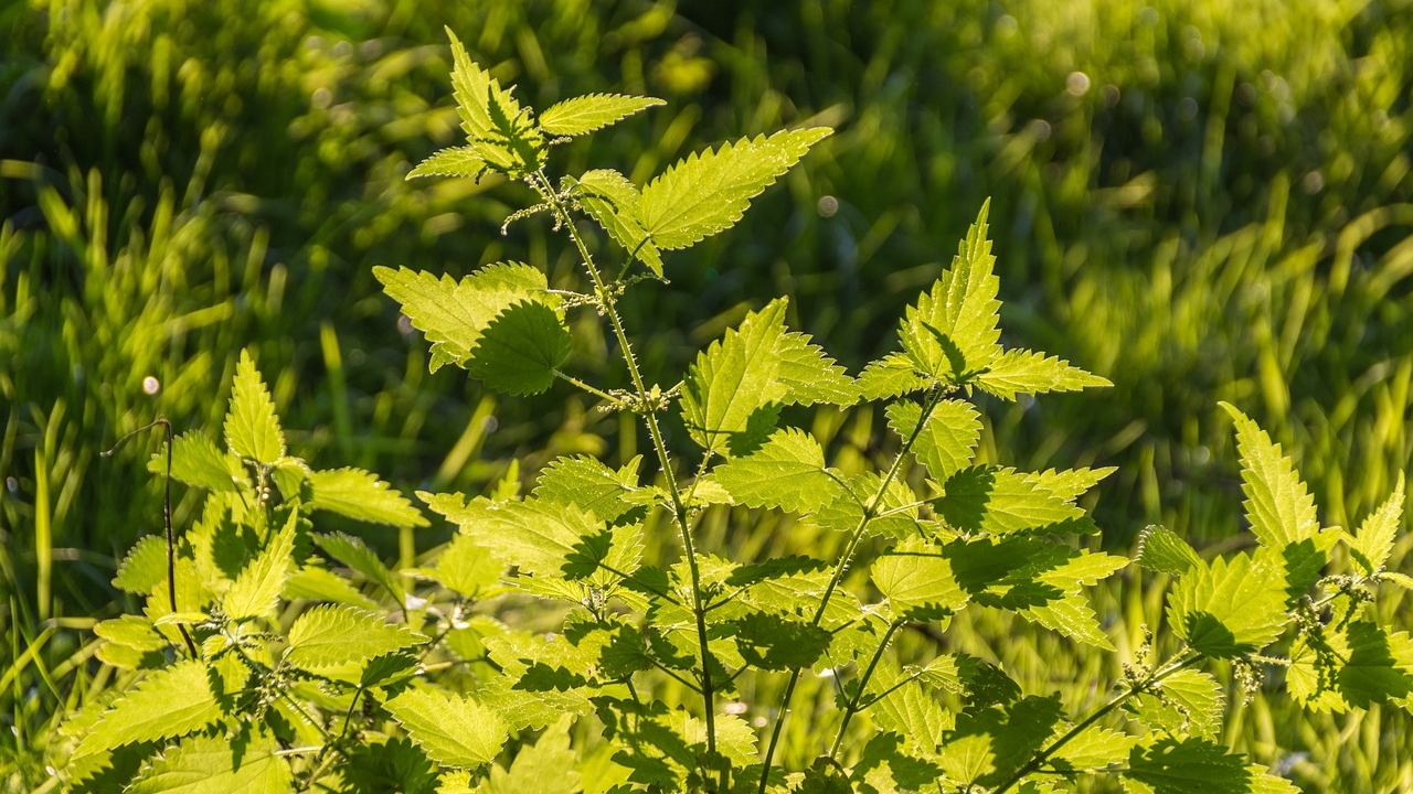Nekad čest gost na tanjurima, danas gotovo zaboravljena: Ova namirnica prava je 'bomba zdravlja'