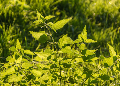 Nekad čest gost na tanjurima, danas gotovo zaboravljena: Ova namirnica prava je 'bomba zdravlja'