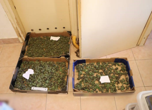 Fotografija 2 - Mirovina nije dovoljna: Pretragom stana 70-godišnjaka pronađeno 4 kilograma marihuane